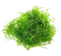 Flame Moss For Aquascaping