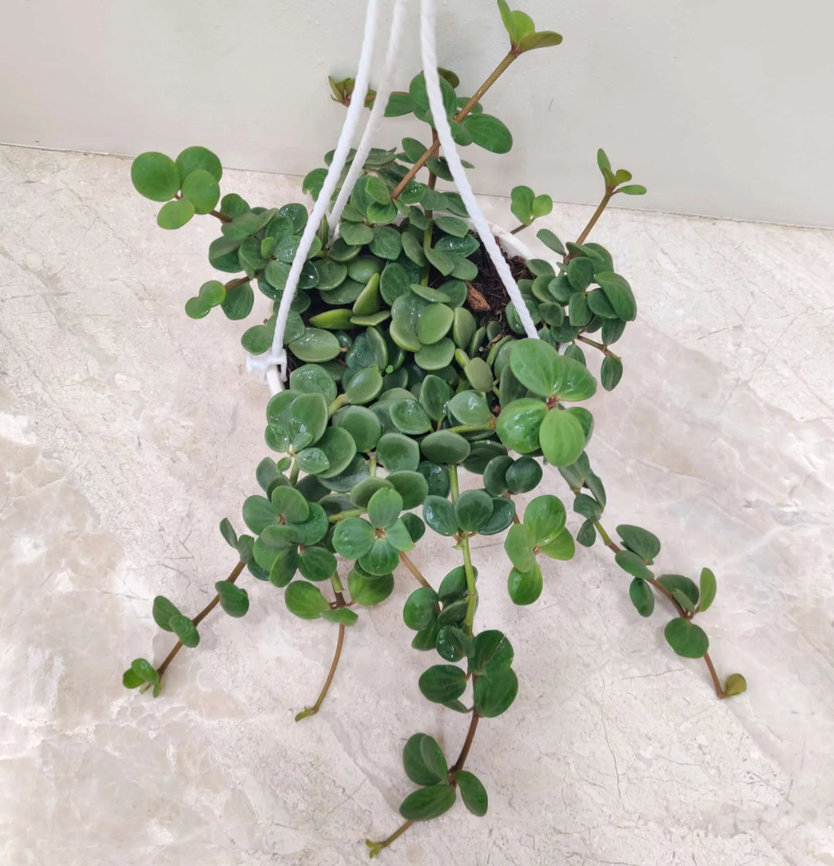 peperomia hope hanging plant