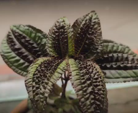 Triolena Pustulata – Rare Iridescent Terrarium Plant