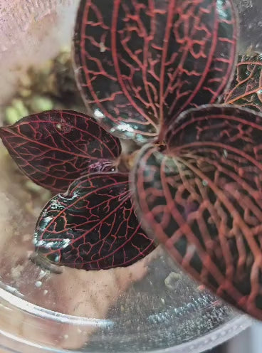 Anoectochilus albolineatus ‘Ladies Best Friend’ – Jewel Orchid (One Plant)