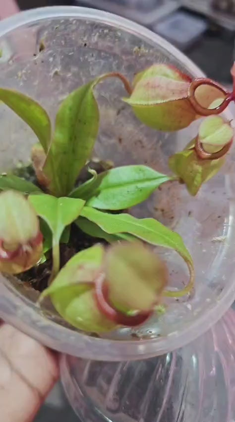 Nepenthes mirabilis x Viking - Rare Carnivorous Pitcher Plant