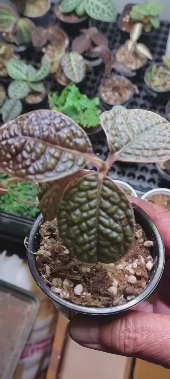 Labisia ‘Snake Skin’ – One Potted Plant