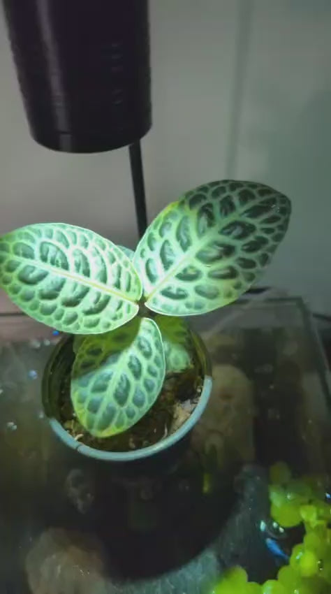 Labisia ‘Turtle Back’ – Rare Foliage Plant (One Plant)