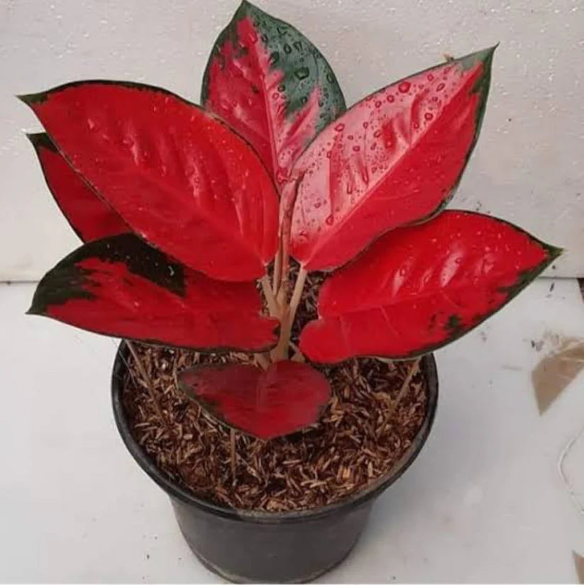 Agalonema Suksom - Jaipong Red
