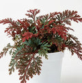 Red Ruby Moss (Selaginella erythropus) – Healthy Potted Plant