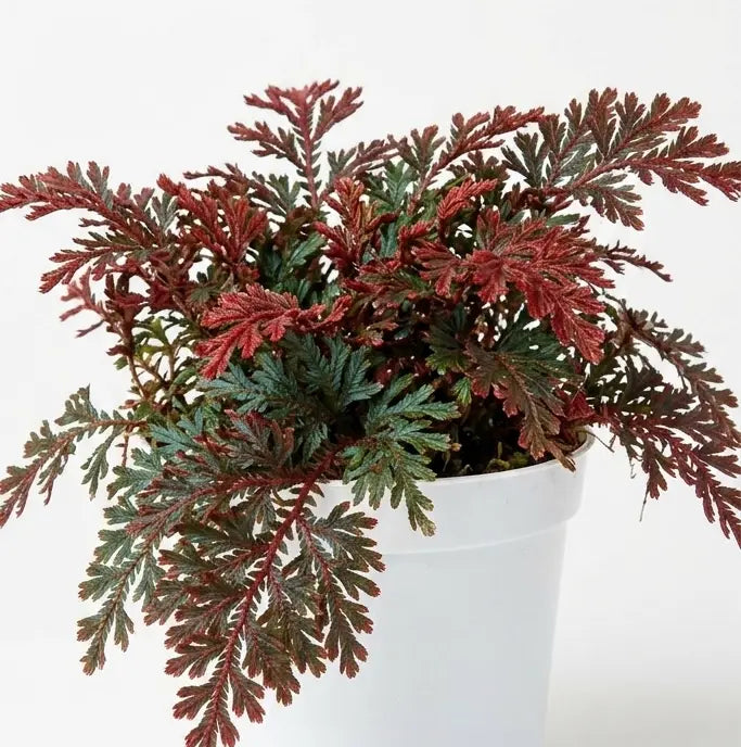 Red Ruby Moss (Selaginella erythropus) – Healthy Potted Plant