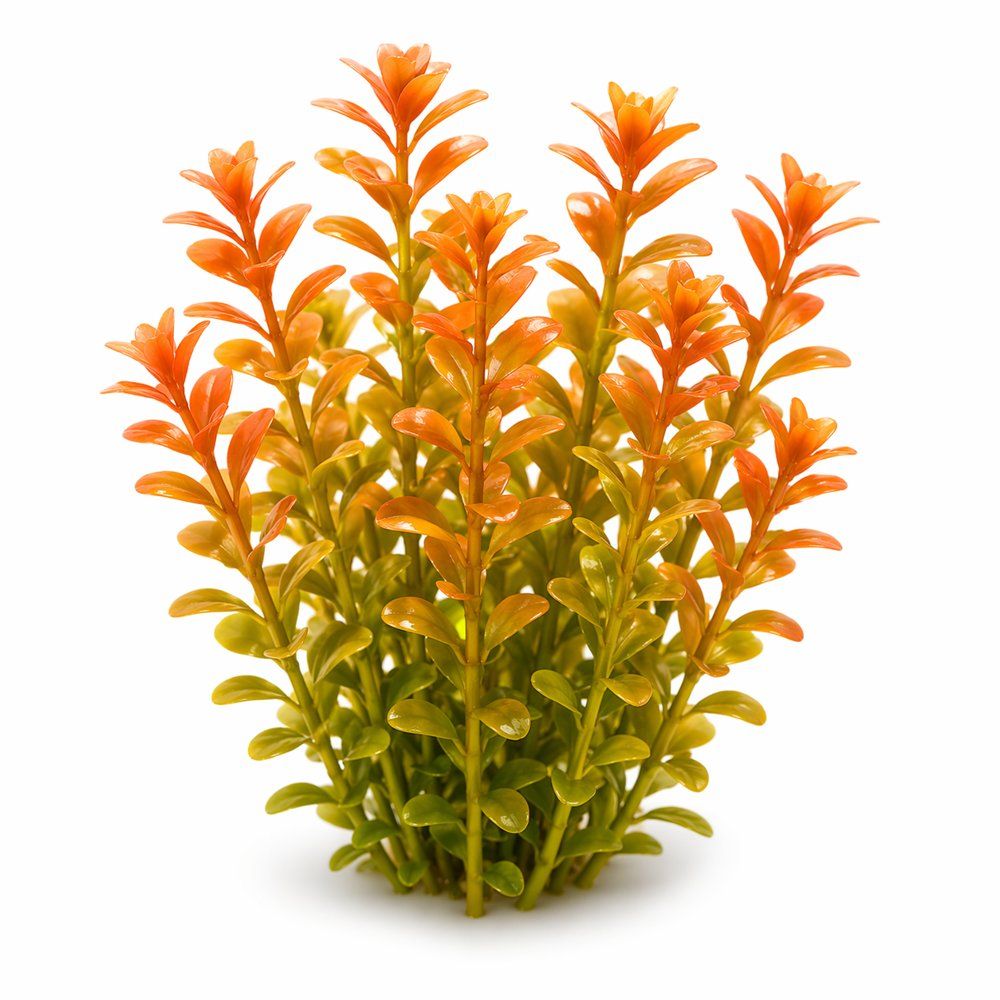 Rotala Rotundifolia Orange - Thick Bushy Potted Aquarium Plant in TC Pot