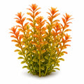 Rotala Rotundifolia Orange - Thick Bushy Potted Aquarium Plant in TC Pot