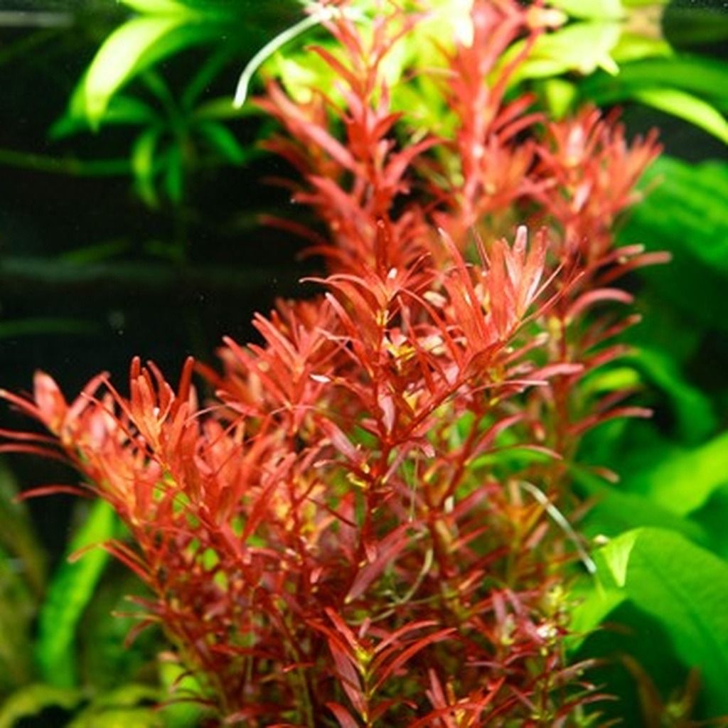 Rotala Rotundifolia Red - Thick Bushy Potted Aquarium Plant