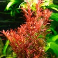 Rotala Rotundifolia Red - Thick Bushy Potted Aquarium Plant