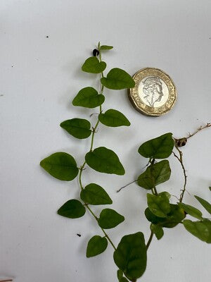Ficus Minima - Rare plant for Terrariums