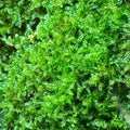 Terrarium Sheet Moss