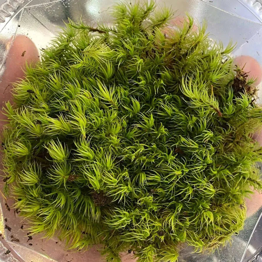 Mood moss for Terrariums