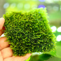 Weeping Moss on Mesh - Live Aquarium Carpet & Moss Wall Plant