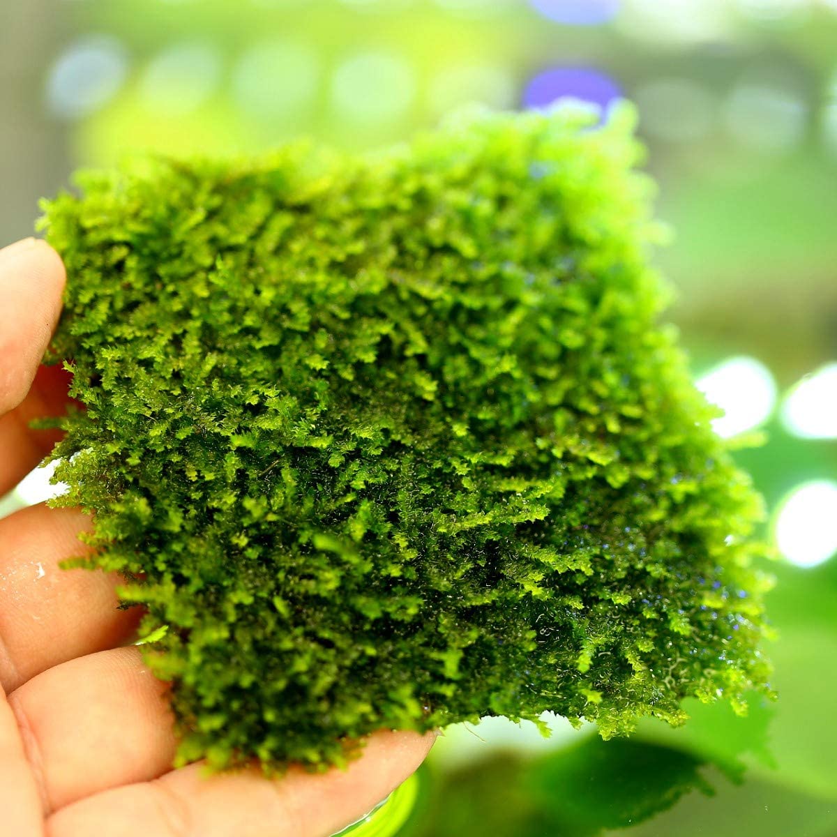 Weeping Moss on Mesh - Live Aquarium Carpet & Moss Wall Plant