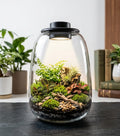 Terrarium Bowl With Light