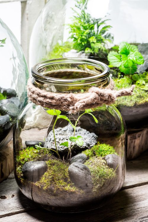 terrarium-in-a-jar-rophfadrjs9b779vxfgw3rxwphtj3t5o5vabouv0i4.jpg