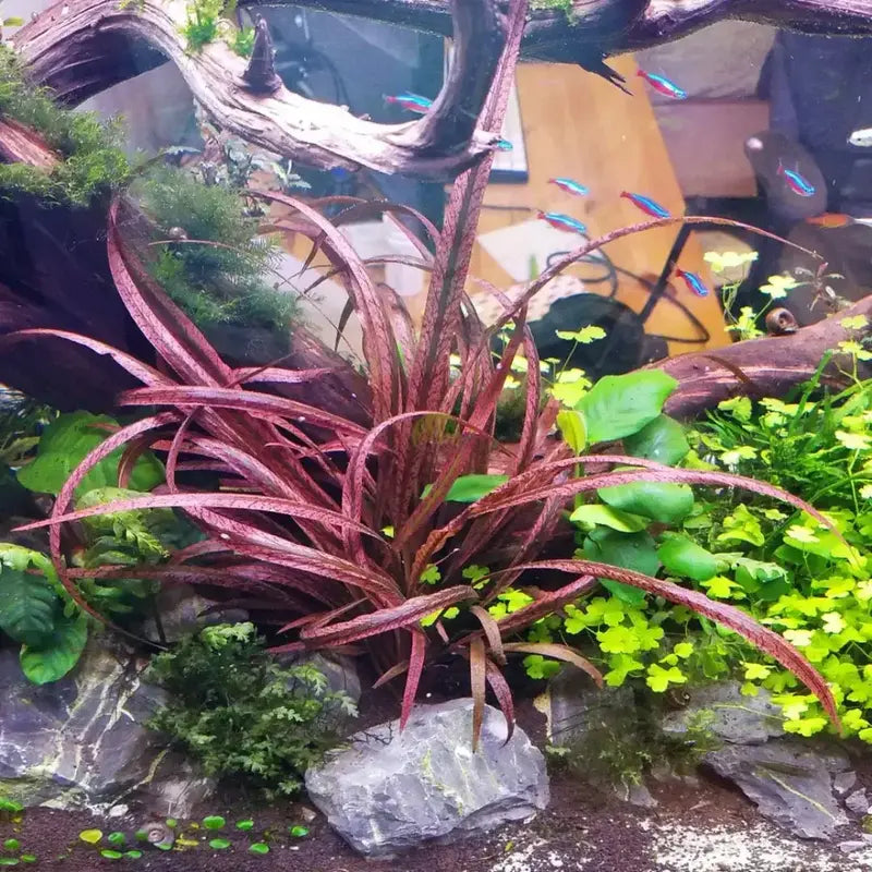 Cryptocoryne Spiralis Red TC Pot - Reddish Foreground Aquarium Plant